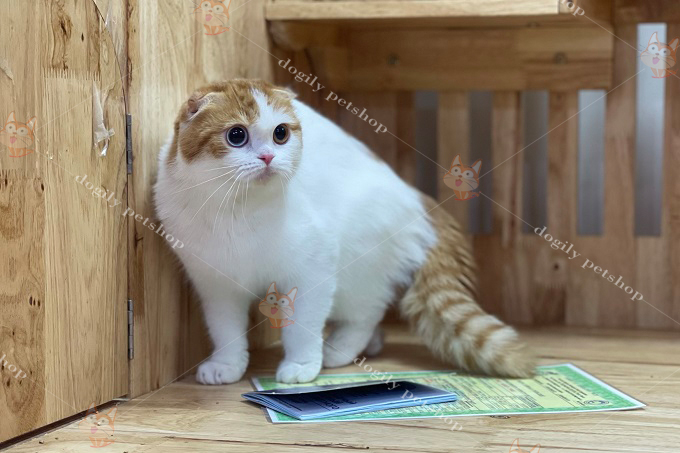 Mèo Scottish Fold màu Van