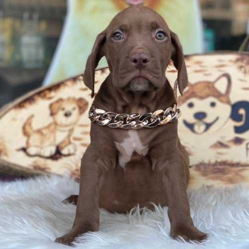 Chó Pitbull nhập khẩu từ Mỹ đeo vòng cổ mạ vàng tại trại chó cảnh Chomeocanh.com Đà Lạt