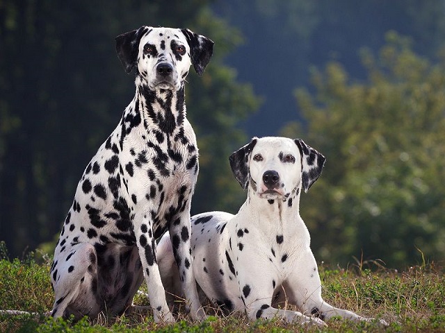 Chó Đốm Dalmatian có nguồn gốc từ đâu?