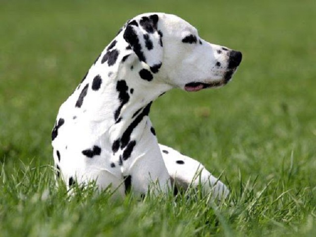 Chó Đốm là một loài chó siêu thông minh 