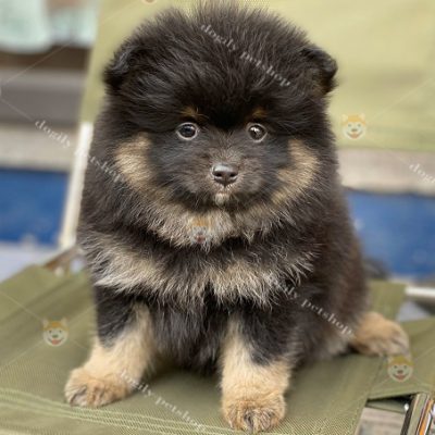 Chó Phốc sóc Pomeranian màu Black tan