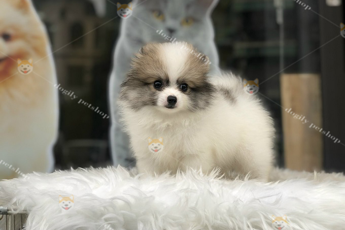 Chó Phốc Sóc màu Party với bộ lông dày trông vô cùng dễ thương và quý tộc