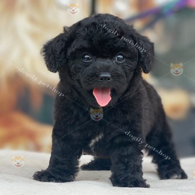 Chó Poodle màu đen 2 tháng tuổi