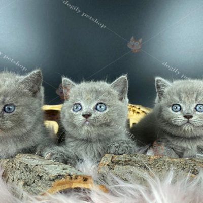 Đàn 3 mèo Anh Lông ngắn màu xám xanh 2 tháng tuổi