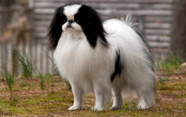 Chó Nhật thường được lai với chó Pug do số lượng nuôi phổ biến