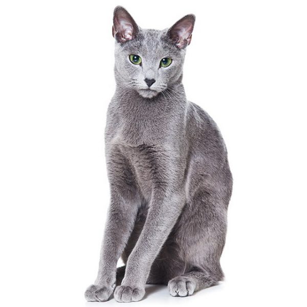 Ngoại hình tiêu chuẩn của một chú mèo Nga mắt xanh