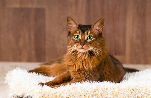 Giống mèo có nhiều màu lông đan xe với nhau nhìn rất bắt mắt
