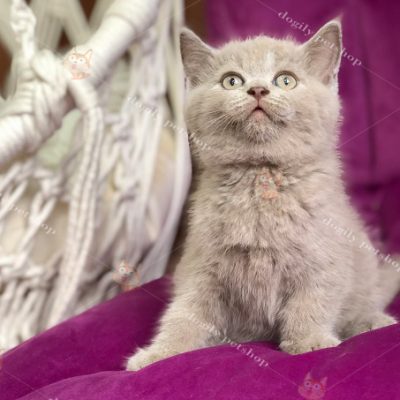 Mèo Anh lông ngắn màu lilac