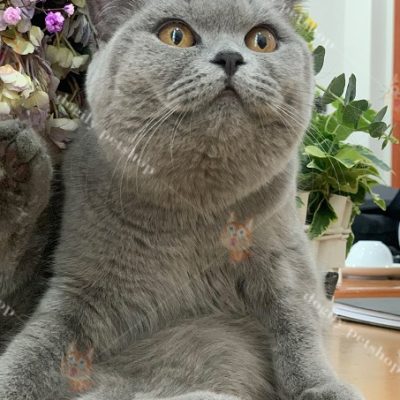 Bài viết sau đây sẽ chia sẻ tới bạn đọc những hình ảnh siêu đáng yêu của những bé mèo Anh lông ngắn mặt bánh bao của nhà Chomeocanh.com