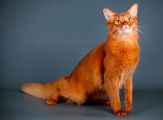 Mèo Somali có bộ lông dài, gương mặt như một con cáo hoang dã