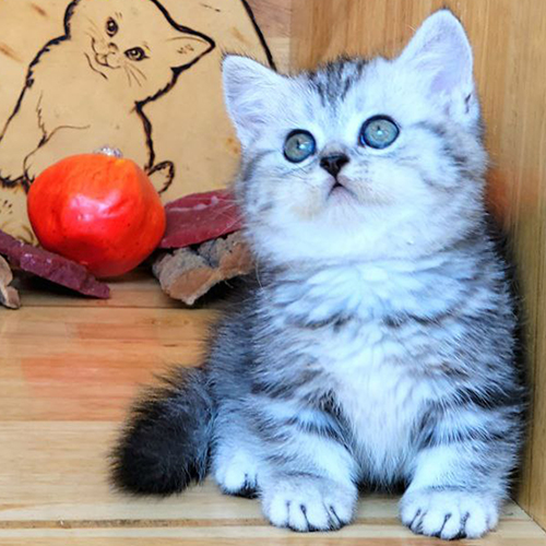 Mèo Munchkin Silver Tabby chân ngắn với bộ lông vằn xám bạc đáng yêu.