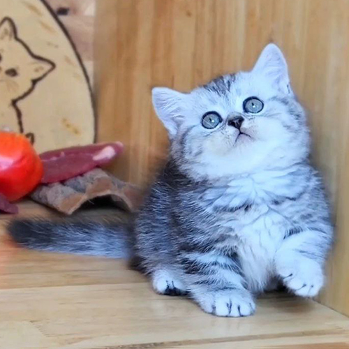 Mèo Munchkin chân ngắn màu Classic Tabby đáng yêu với bộ lông sọc vằn và đôi mắt to tròn long lanh.