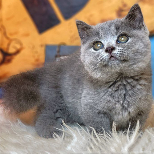 Mèo Munchkin chân ngắn Wilson lông xám xanh, mặt tròn dễ thương, 2 tháng tuổi.