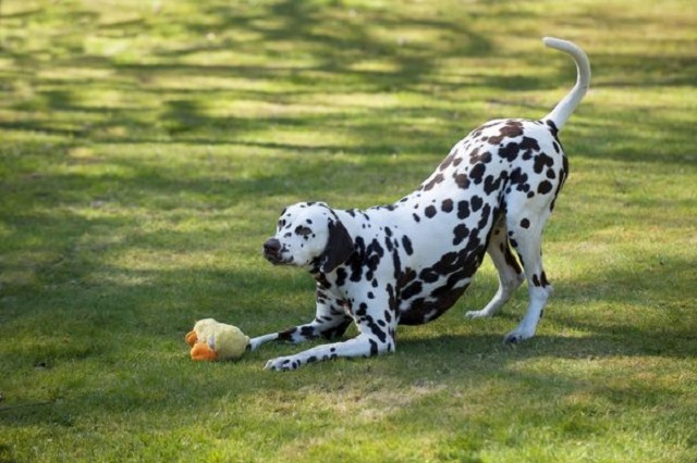 Nên dành thời gian để dắt chó Đốm đi dạo ở công viên, sân cỏ mỗi ngày 