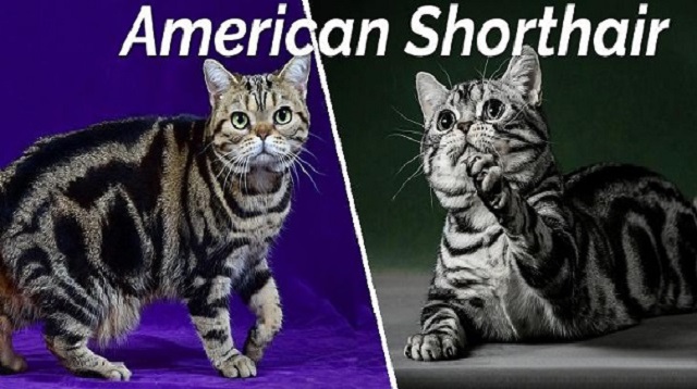 Nhận biết giống mèo lông ngắn Mỹ