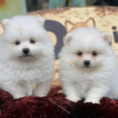 Đàn hai chó Phốc Sóc Pomeranian màu trắng thuần chủng 2 tháng tuổi tại Chomeocanh.com