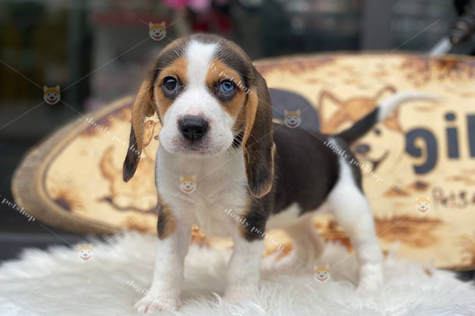 Chó Beagle 2 màu mắt