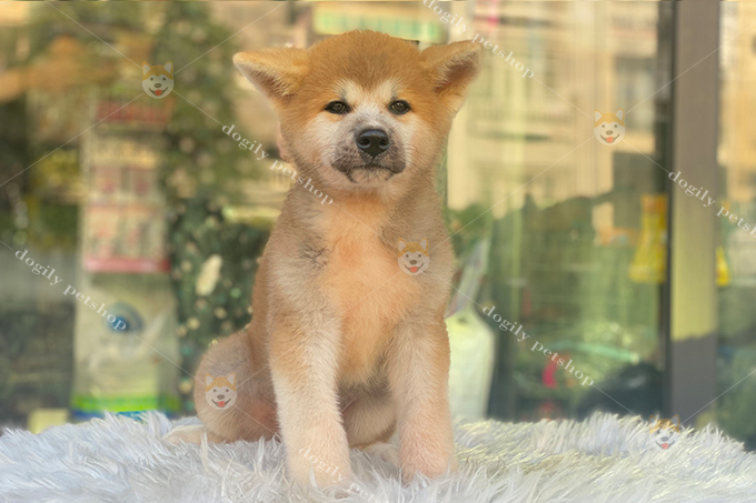 Chó Akita inu con màu vàng trắng 2 tháng tuổi