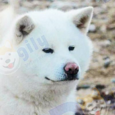 Chó Akita trắng