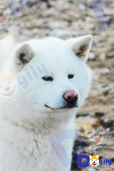 Chó Akita trắng