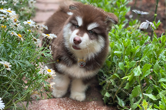 Chó Alaska con nâu đỏ