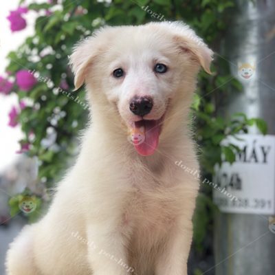 Chó Border Collie màu vàng 2 màu mắt 3 tháng tuổi