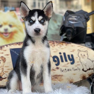 Chó Husky Sibir màu đen trắng mắt xanh thuần chủng tại Chomeocanh.com