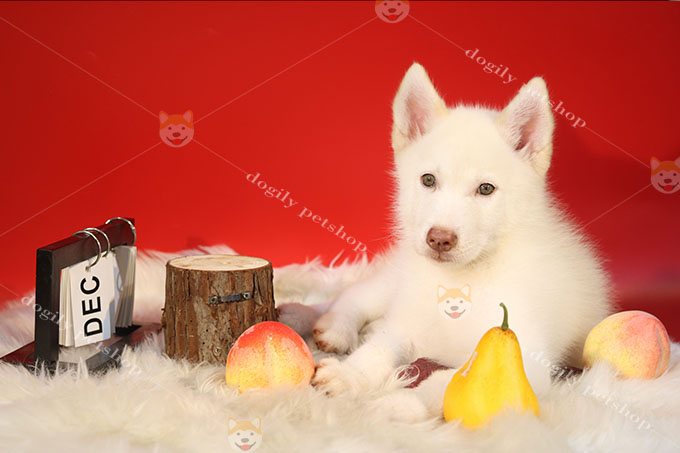 Chó Husky trắng - top 10 giống chó trắng đẹp nhất