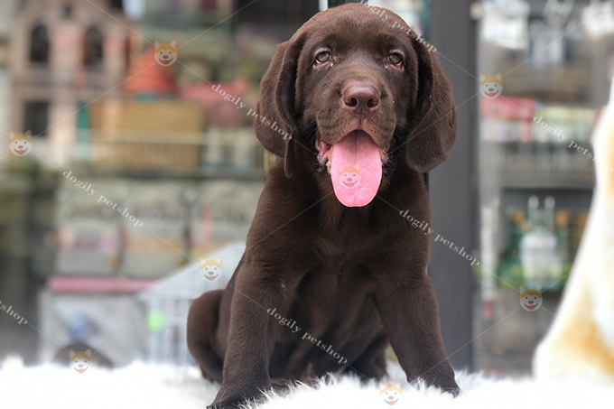 Chó Labrador nâu chocolate