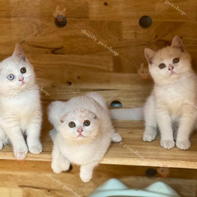 Đàn 3 mèo Anh lông ngắn màu trắng 2 màu mắt 2 tháng tuổi
