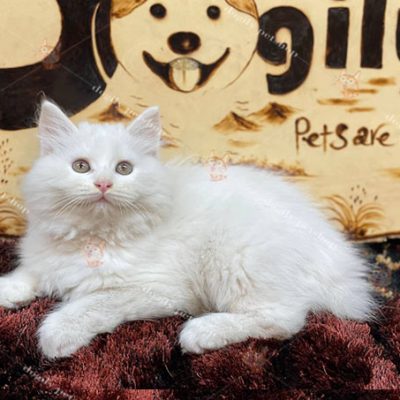 Mèo Anh lông dài trắng thuầ nchunrg giới tính cái 2 tháng tuổi tại Chomeocanh.com