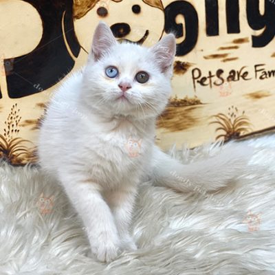 Mèo Anh lông ngắn trắng 2 màu mắt