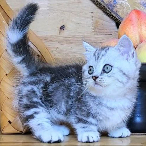 Mèo Munchkin chân ngắn Classic Silver Tabby đáng yêu với bộ lông sọc vằn độc đáo.