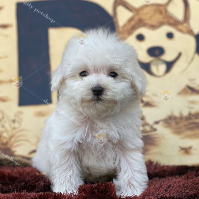 Poodle trắng giới tính đực 2 tháng tuổi tại Chomeocanh.com
