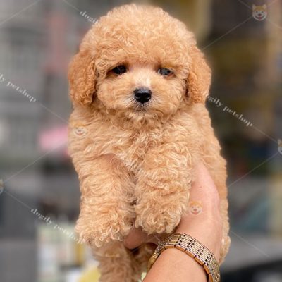 Chó Poodle vàng giới tính cái 2 tháng tuổi tại Chomeocanh.com