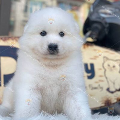 chó Samoyed trắng giới tính đực 2 tháng tuổi tại Chomeocanh.com