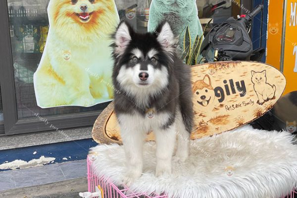 Bạn có thể hoàn toàn yên tâm về tiêu chuẩn chó Alaska nhập khẩu. Toàn bộ chó nhập về Việt Nam đều có giấy FCI, hộ chiếu, sổ sức khỏe đầy đủ