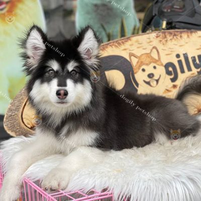 Màu lông chó Alaska
