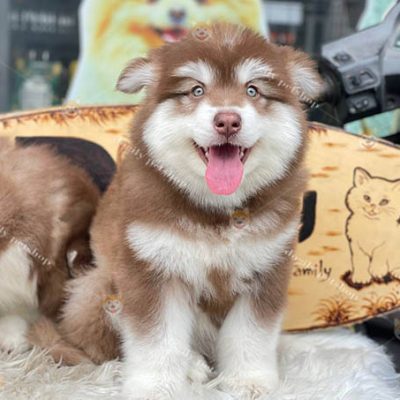 Chó Alaska Malamute màu nâu đỏ thuần chủng đang bán tại Chomeocanh.com.