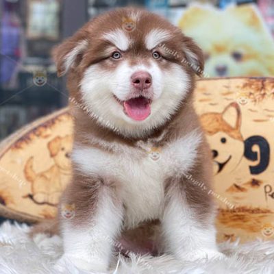 Chó Alaska Malamute màu nâu đỏ thuần chủng đang bán tại Chomeocanh.com.