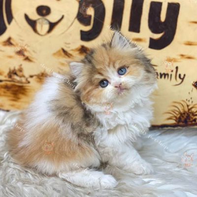 Mèo Anh lông dài tam thể giới tính cái thuần chủng 2 tháng tuổi đang bán tại Chomeocanh.com