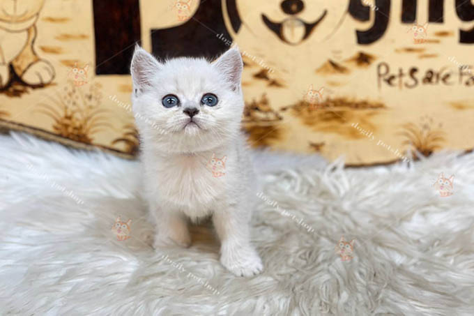 Mèo Anh lông ngắn Aln thuần chủng 2 tháng tuổi màu silver shaded bán tại Chomeocanh.com