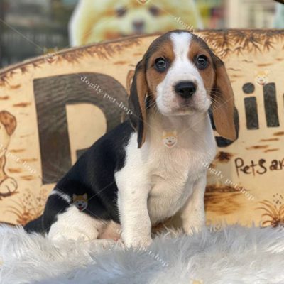 Chó Beagle thuần chủng giới tính đực màu tricolor 2 tháng tuổi tại Chomeocanh.com