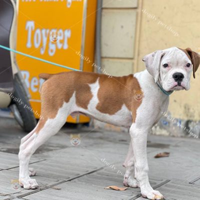 Chó Boxer đực màu vàng trắng thuần chủng bán tại Chomeocanh.com