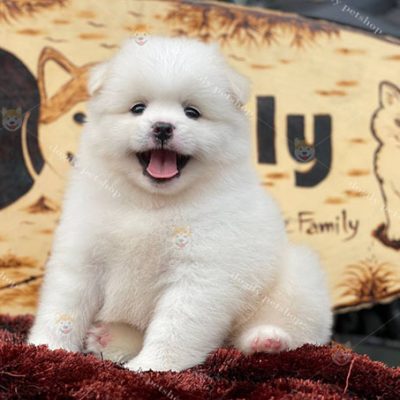 Chó Phốc Sóc trắng thuần chủng 2 tháng tuổi tại Chomeocanh.com