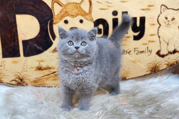 Hiện nay Chomeocanh.com Pet shop bán mèo cảnh tphcm, hà nội. Trong đó mèo anh lông ngắn là một trong những giống thú kiểng được ưa chuộng nhất hiện nay
