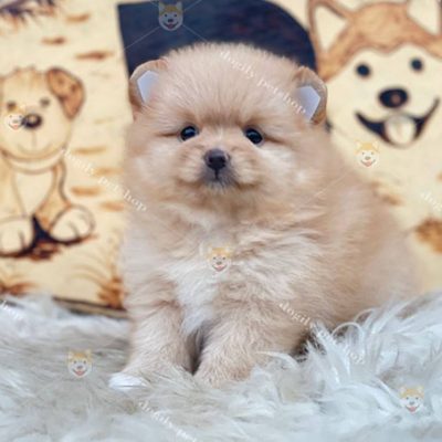 Chó Phốc Sóc Pomeranian thuần chủng màu vàng 2 tháng tuổi bán tại Chomeocanh.com