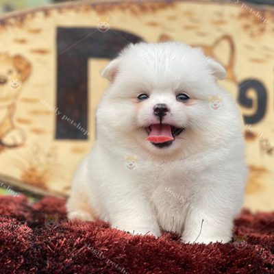 Chó Phốc Sóc trắng thuần chủng 2 tháng tuổi tại Chomeocanh.com