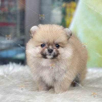 Chó Phốc Sóc pomeranian vàng cam 2 tháng tuổi thuần chủng bán tại Chomeocanh.com