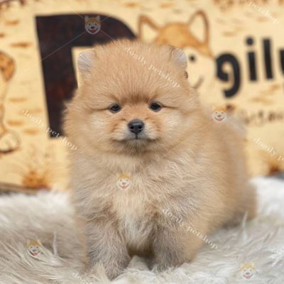 Chó Phốc Sóc Pomeranian thuần chủng màu vàng 2 tháng tuổi bán tại Chomeocanh.com